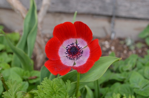Anemone coronaria 'Hollandia'
