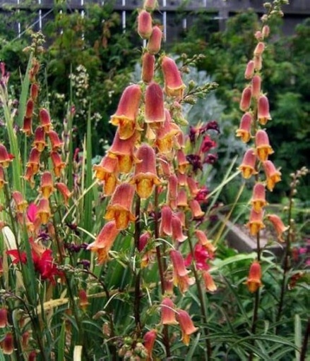 Digitalis obscura