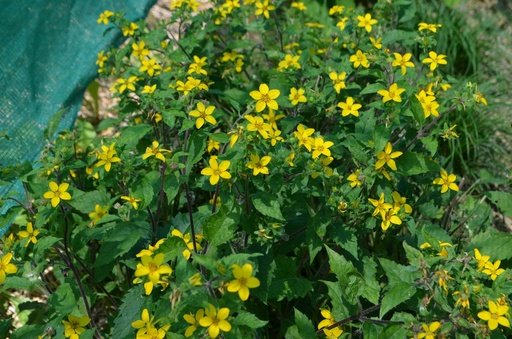 Chrysogonum virginianum