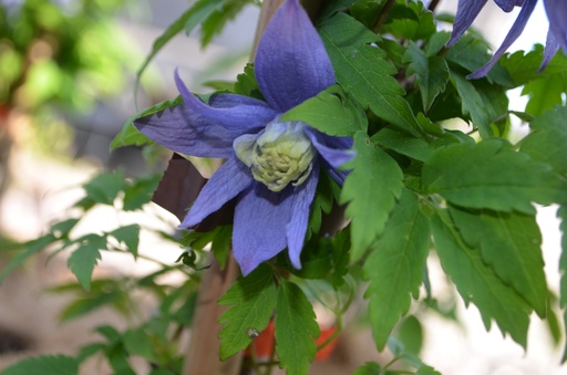 Clematis alpina