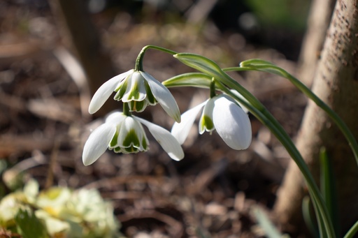 Galanthus nivalis 'Flore Pleno'