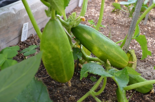 Concombre cultivar 'Cocktail de Cléopatre'