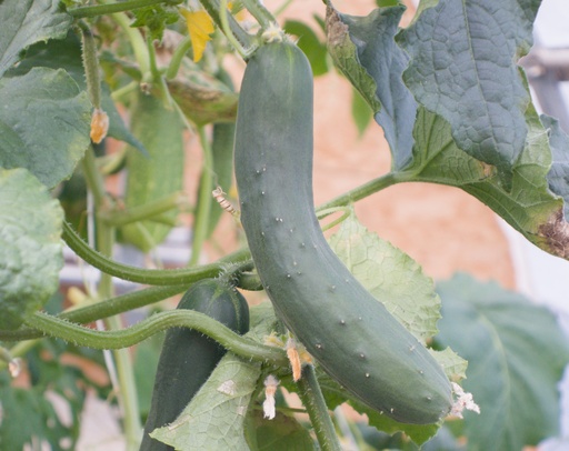Concombre cultivars 'Nostrano'