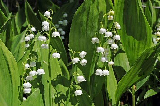 Convallaria majalis