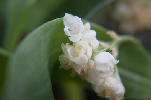 Convallaria majalis 'Flore Pleno'