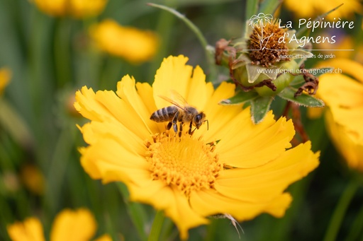 Coreopsis grandiflora 'Schnittgold'