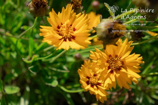 Coreopsis grandiflora 'Sunfire'
