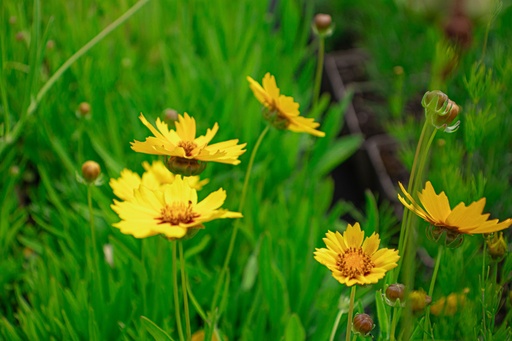 Coreopsis lanceolata 'Sterntaler'