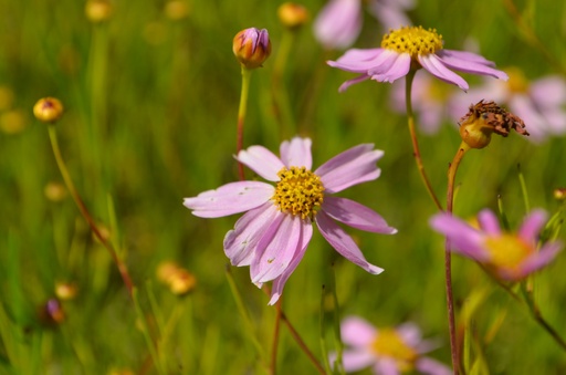 Coreopsis rosea 'American Dream'