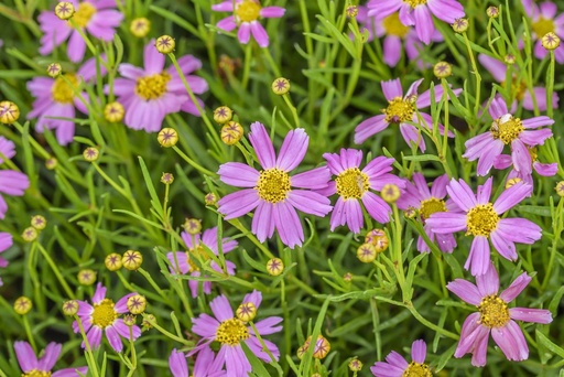 Coreopsis rosea 'American Dream'