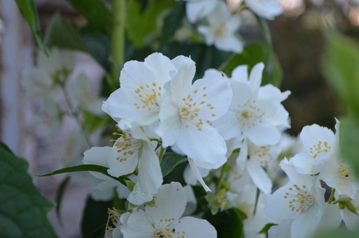 Philadelphus coronarius