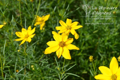 Coreopsis verticillata 'Grandiflora'