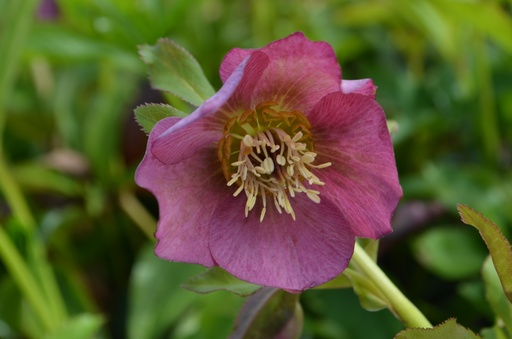 Assortiment découverte rose de Noël (Helleborus)