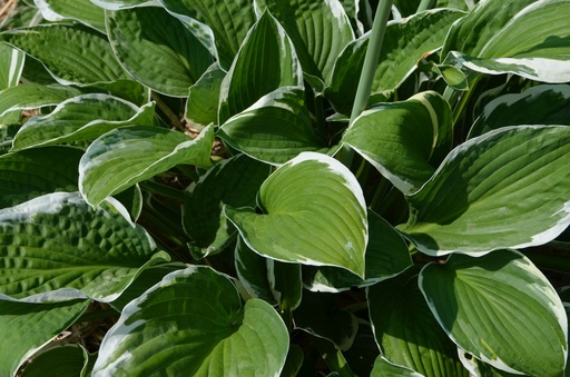 Assortiment découverte Hosta