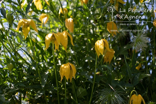 Assortiment découverte clématites grimpantes