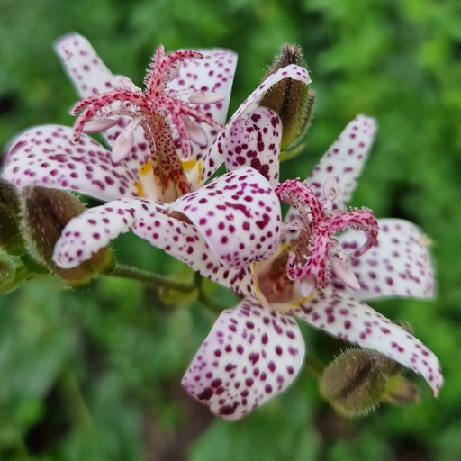 Assortiment plantes particulières rares