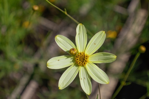 Coreopsis verticillata 'Moonbeam'
