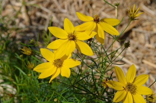 Coreopsis verticillata 'Zagreb'