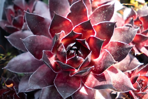 Assortiment petites plantes de rocaille (plantes grasses)