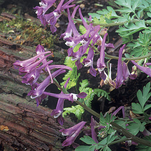 Corydalis hybride 'Blackberry Wine'