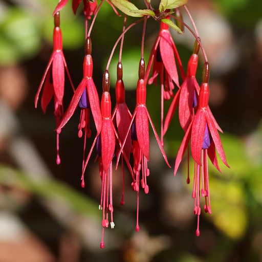 Fuchsia magellanica 'Riccartonii'