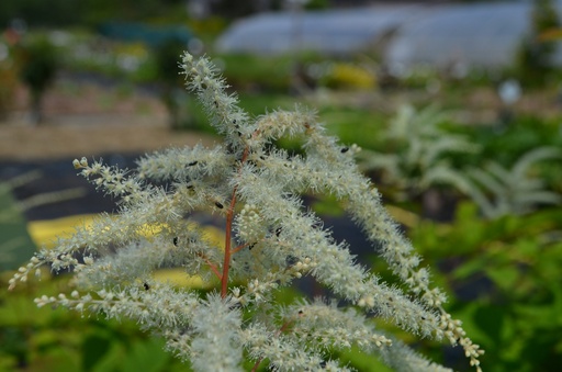Aruncus dioicus 'Johanisfest'
