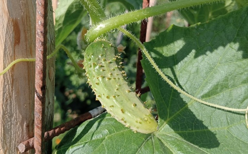 Cornichon à faire grimper 'de Bourbonne'