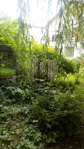 Assortiment plantes pour bac ombre