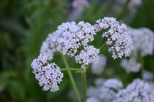 Assortiment plantes médicinales