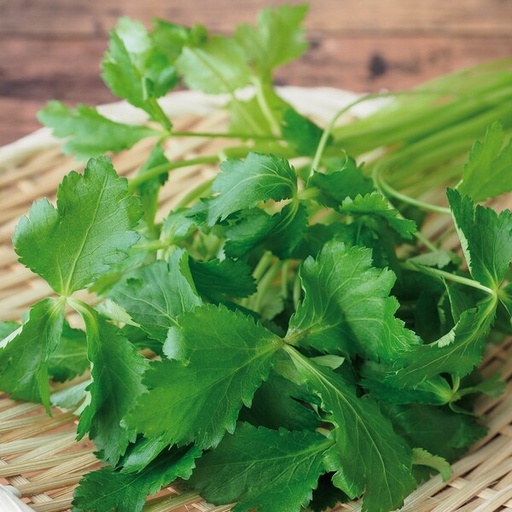 Cryptotaenia japonica (Mitsuba)