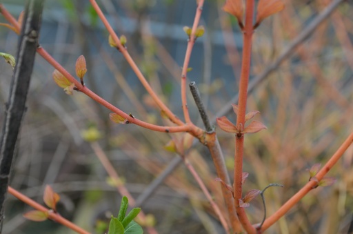 Cornus sanguinea 'Winter Beauty'