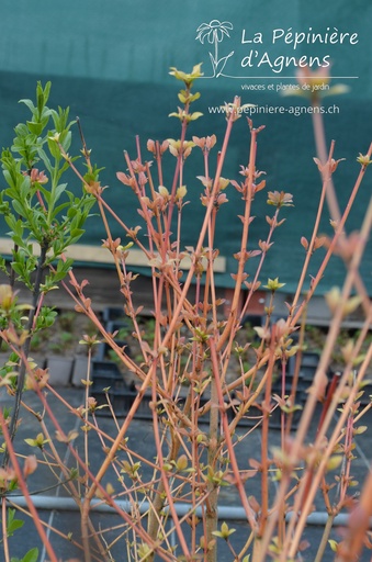 Cornus sanguinea 'Winter beauty'
