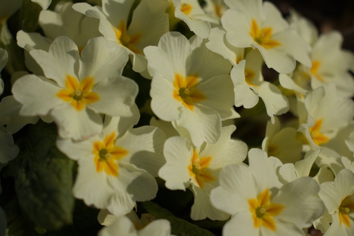 Primula vulgaris (Jaune)