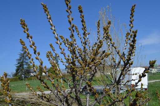 Hippophae rhamnoides 'Sandora' (Autofertile)