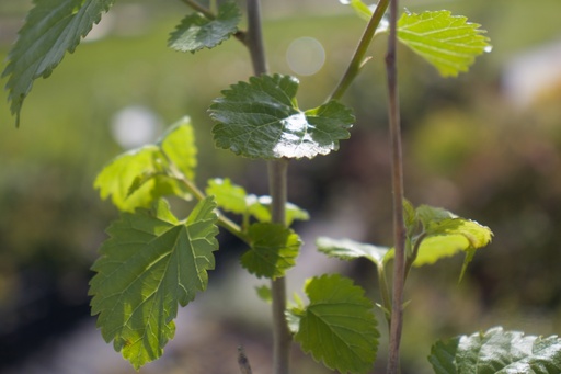 Morus alba