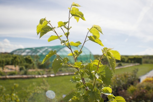 Morus nigra