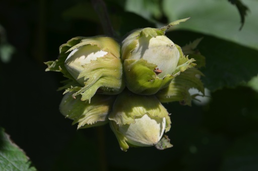 Corylus avellana 'Hallesche Riesennuss'