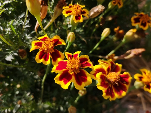 Tagetes tenuifolia 'Eriswil'