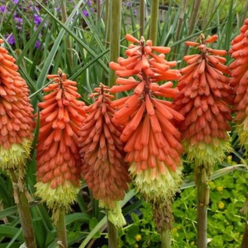 Kniphofia hybride ‘Royal Standard’