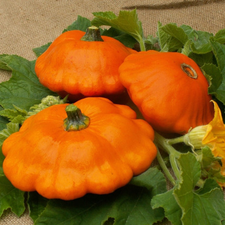 Courge à fruits plats 'Pâtisson Orange'