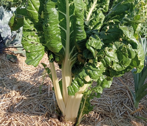 Côtes de bette blanche