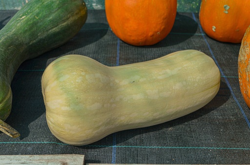 Courge à fruits allongés 'Butternut'