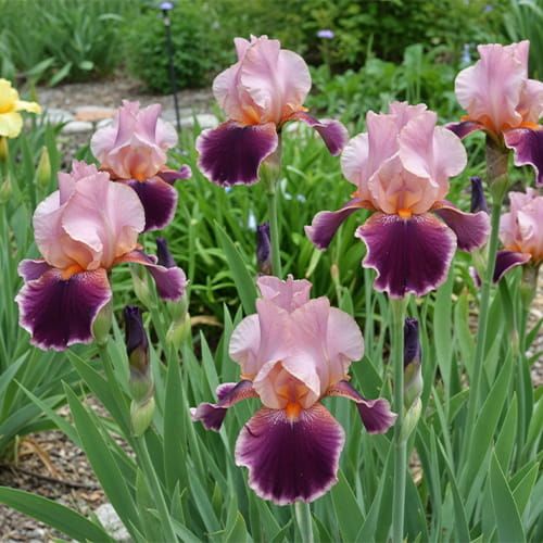 Iris germanica 'Wine and Roses'