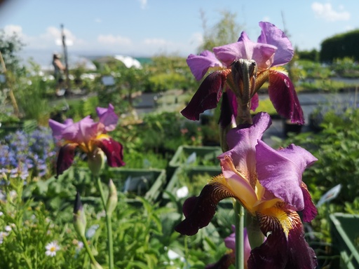 Iris germanica 'Wine and Roses'