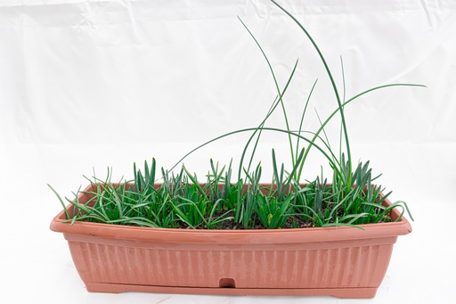 Jardinière 