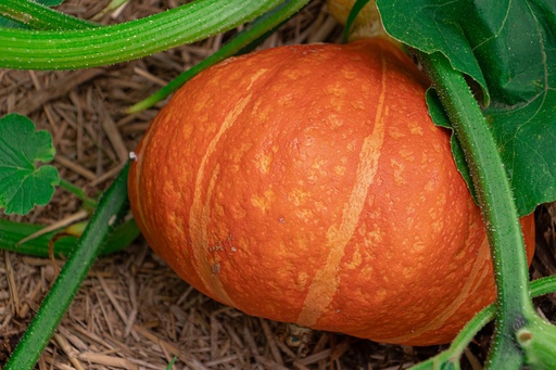 Courge à fruits moyens 'Red Kuri'