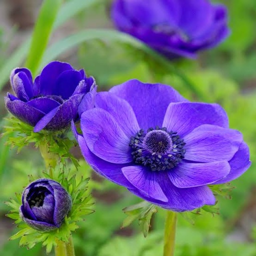 Anemone coronaria 'Mr. Fokker'