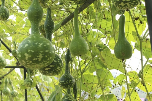 Courge à grands fruits 'Gigantesque'