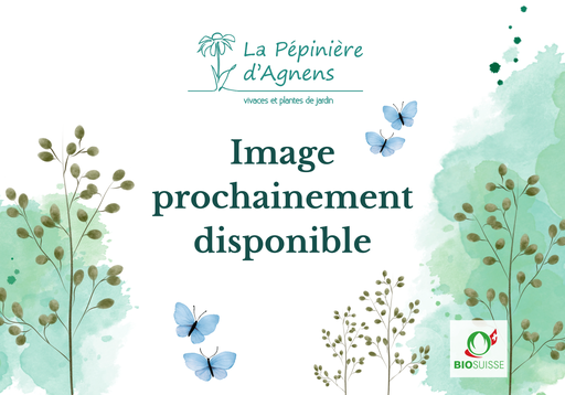 Narcissus tazetta 'Avalanche'