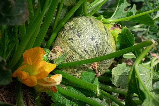 Courgette à fruits rond 'Rond de Nice'